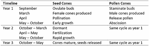 A table showing the two-year development period of seed cones in southern yellow pines.