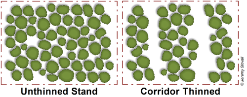 A diagram depicting corridor thinning of a naturally regenerated stand.