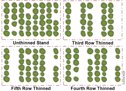 A diagram depicting third, fourth, and fifth row thinning of a plantation.