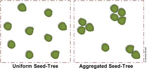 A diagram depicting the uniform versus aggregated spacing of seed trees.