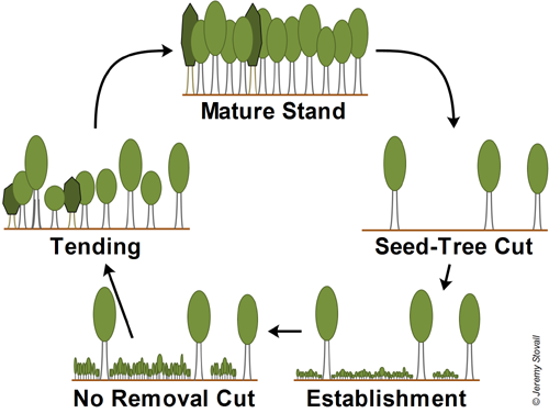 A diagram depicting the one cut in the seed-tree plus deferment regeneration method described above.